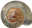 Aegopinella puraMINDRE SKOGSGLANSSNÄCKA2,8 × 3,3 mm